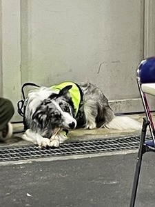 買ってもらったおやつを楽しむボーダーコリー