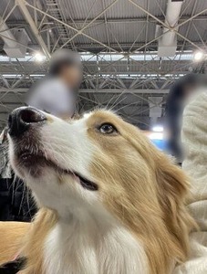 セラピードッグのボーダーコリーちゃん