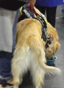 電解水を飲むGレトリバー