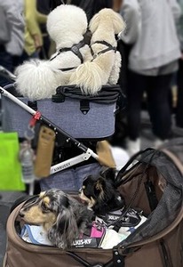 カートですれ違う小型犬たち