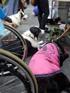 介助犬コーナーに居たワンコ達