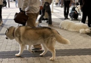 ハスキーとピレニーズ