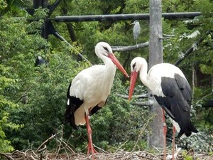 ������Υ����Υȥꤵ��