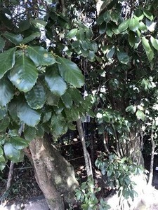 ������Ҥˤ��ä��ɥ󥰥����