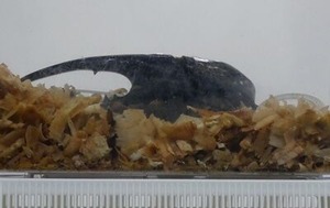 ヘラクレスオオカブト虫