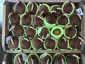 �������Τ̤�����ߤΥǥ����ץ졼