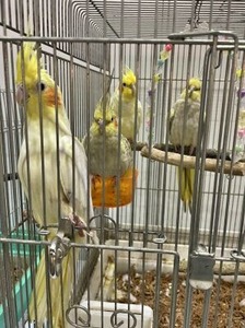 こんぱまるのインコさん達