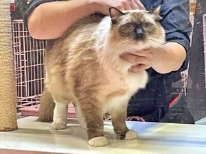 評価を受ける猫さん