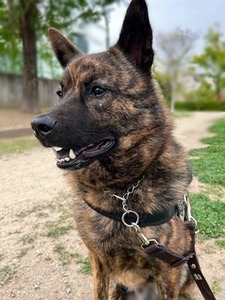 成犬に成長した甲斐犬のカイト君