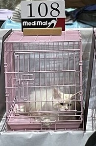 審査待ちの猫