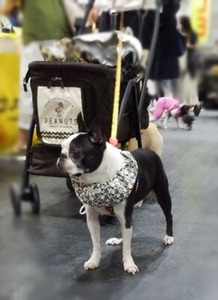 会場内に居たフレンチブルドッグ