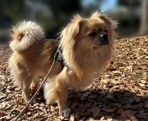 チベタン・スパニエルのとら吉くん