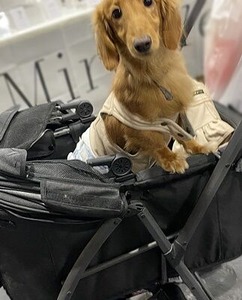 ダックスフント