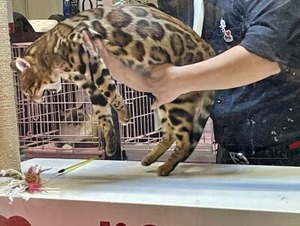 評価中のヒョウ柄の猫さん