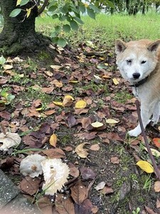 �����������饫�������ȼƸ�