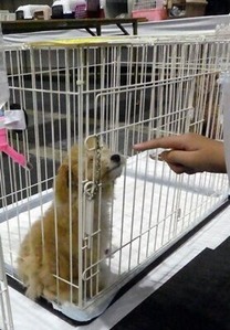 譲渡犬1