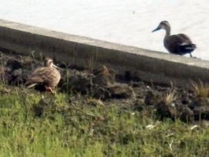 代掻きが終わった田んぼにやって来たカルガモさん