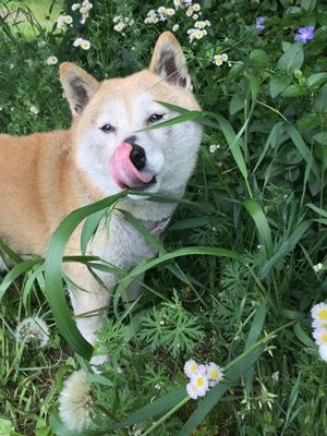 柴犬用にチェーン長さ1 5mのステンレス製係留用チェーンをお作りさせて頂きました 鎖屋兄弟の奮闘記
