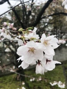 咲き始めたソメイヨシノ桜