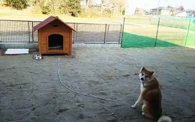秋田犬用に長い係留用チェーンをお作りさせて頂きました 鎖屋兄弟の奮闘記