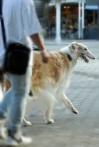会場の外を歩くボルゾイ