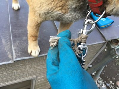 元気すぎるミックス犬用に係留用チェーンをお作りしました 鎖屋兄弟の奮闘記
