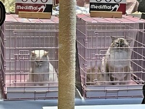 CAT SHOWで審査を待つネコさん達
