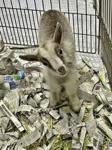 生後1か月の子ヤギさん