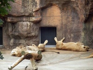 ���뿲��Υ饤���󤵤�ã