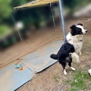 2本足で立つボーダーコリーのムク君