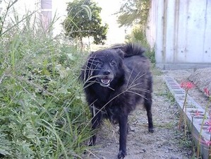 ミックス犬のチビクロ