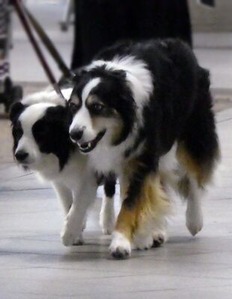 ボーダーコリー