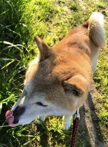 ユリ
