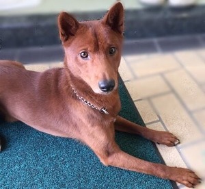 美濃柴犬の諭吉君１歳