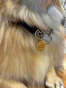 お直し後のハーフチョーク首輪を付けた写真