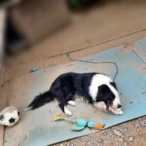 大好きな場所で休むボーダーコリーのモク君