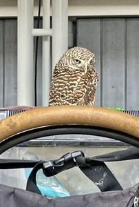 ペット博で出会ったフクロウさんとセキセイインコさん