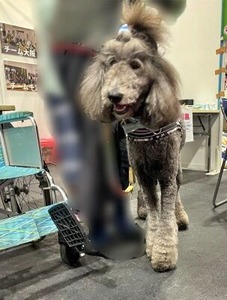 セラピードッグのスタンプーちゃん