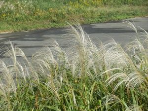 白くなってきたススキの穂波