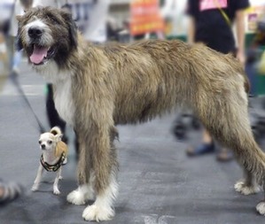 超大型のミックスワンコと相棒のチワワちゃん
