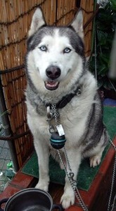 ����åǥ��ʵ����ȥϥ������Υߥå�����