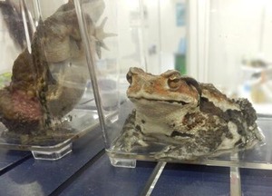 ヒキガエルさん