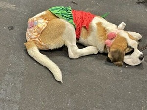 foodコートでおねむになったワンちゃん