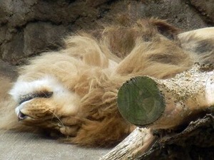 ���뿲���������ͺ�饤���󤵤�