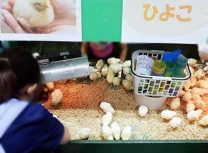 ふれあいファームのひよこさん