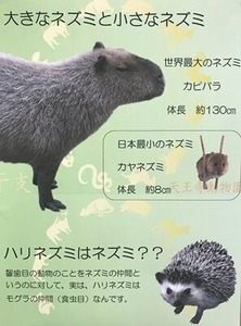 ネズミのパネル