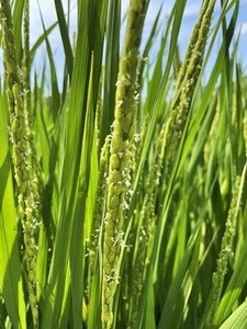 咲き始めた稲の花