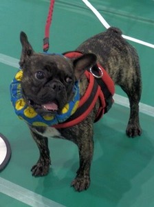 イベント広場にいたフレンチブルドッグちゃん