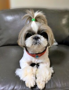 赤い首輪をしたシーズーのうみ君
