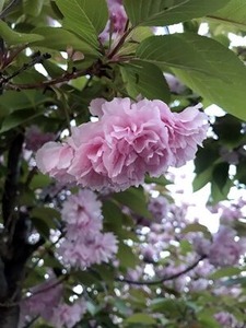 八重桜の花